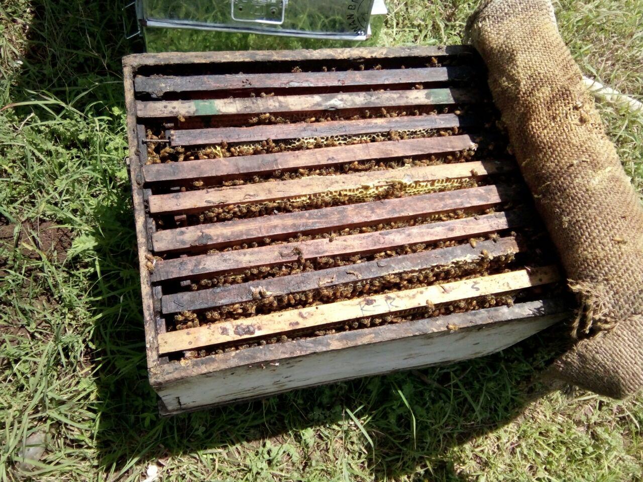 bee-hive