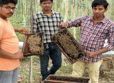organic honey Harvesting