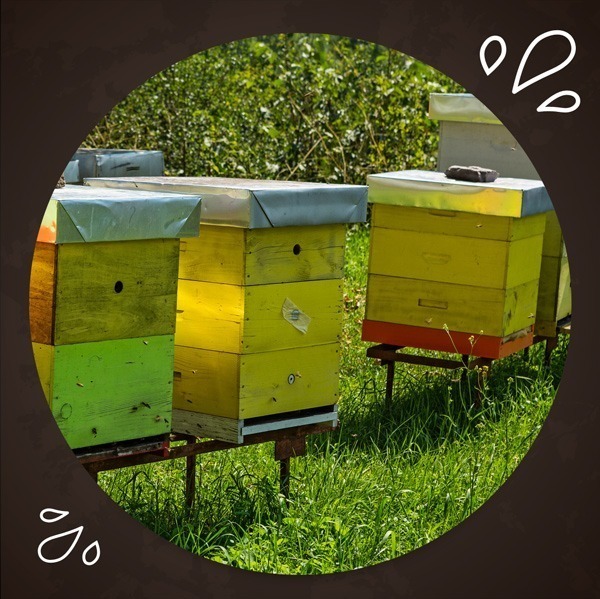 Bee-Cerana-Indica-Beehive