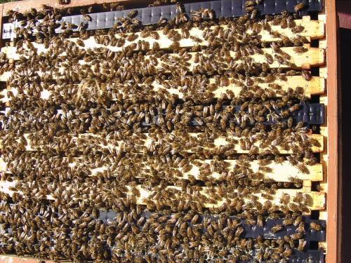 bee-hive