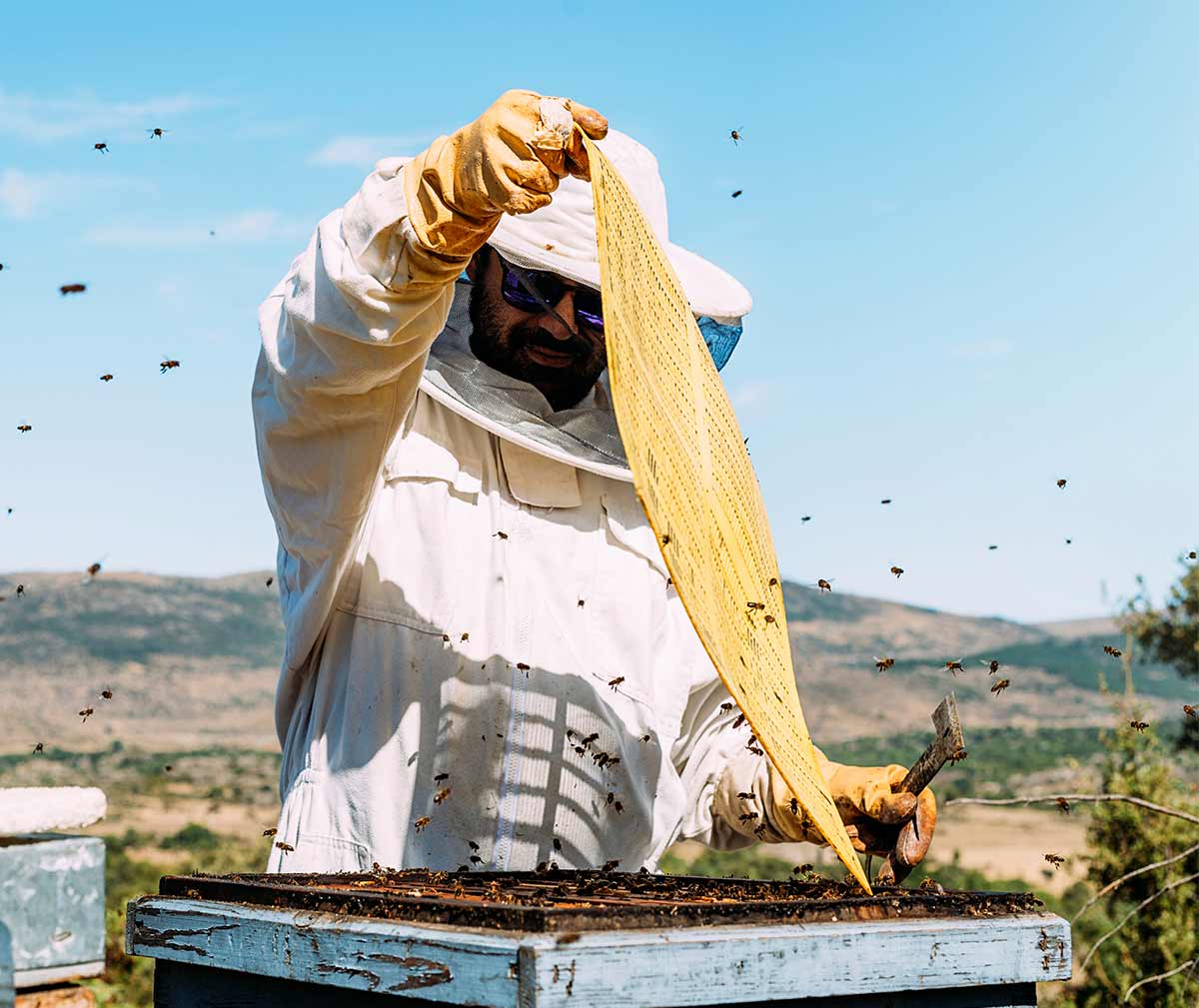 Honey bee farming can be a profitable venture