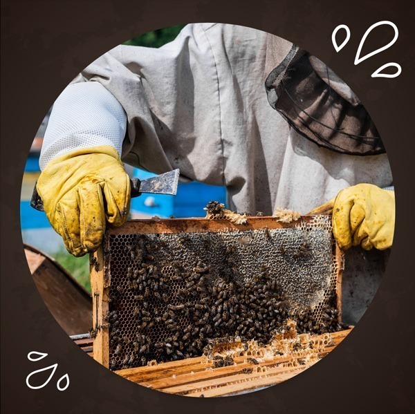 Bee Gloves, bee hive maintenance