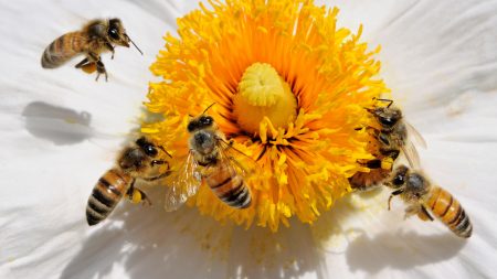 Doubling the Farmer's Income by Honeybee
