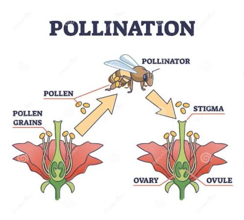 Pollination services for Agro Industries