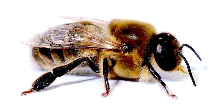 Role of Drone Honeybee in the Beehive