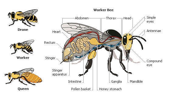 Role of Worker honeybees in the Beehive