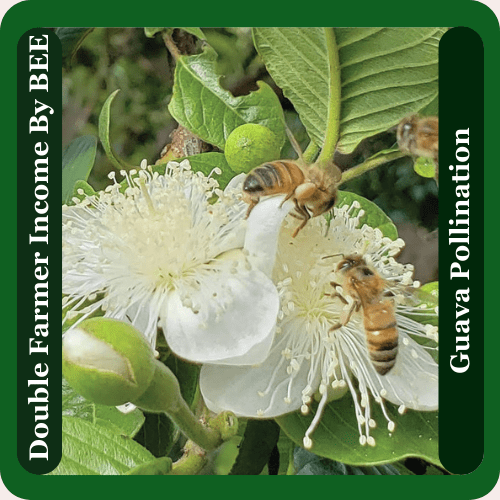 Doubling Guava Farming Income By Honey Bees