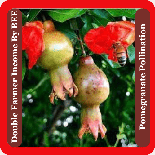 Doubling Pomegranate Farming Income By Honey Bees