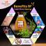 Benefits of Tulsi flora honey