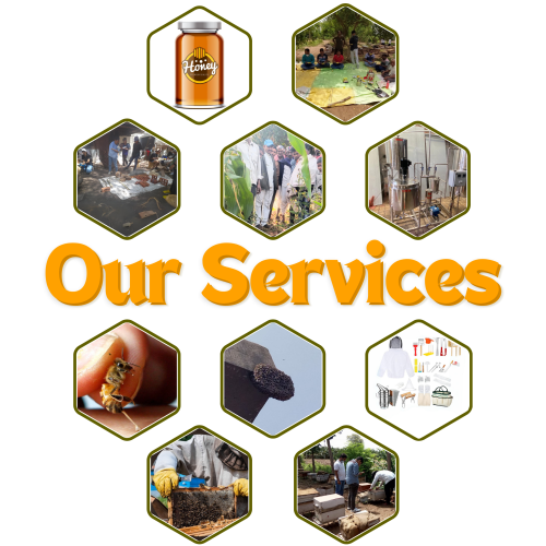 Our Services