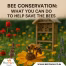 Bee Conservation What You Can Do to Help Save the Bees