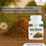 From Flower to Power Why Bee Bread Is a Game Changer in Nutrition (1)