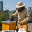 The Buzz on Urban Beekeeping