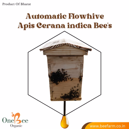 Automatic Flowhive_Apis Cerana indica Bee's